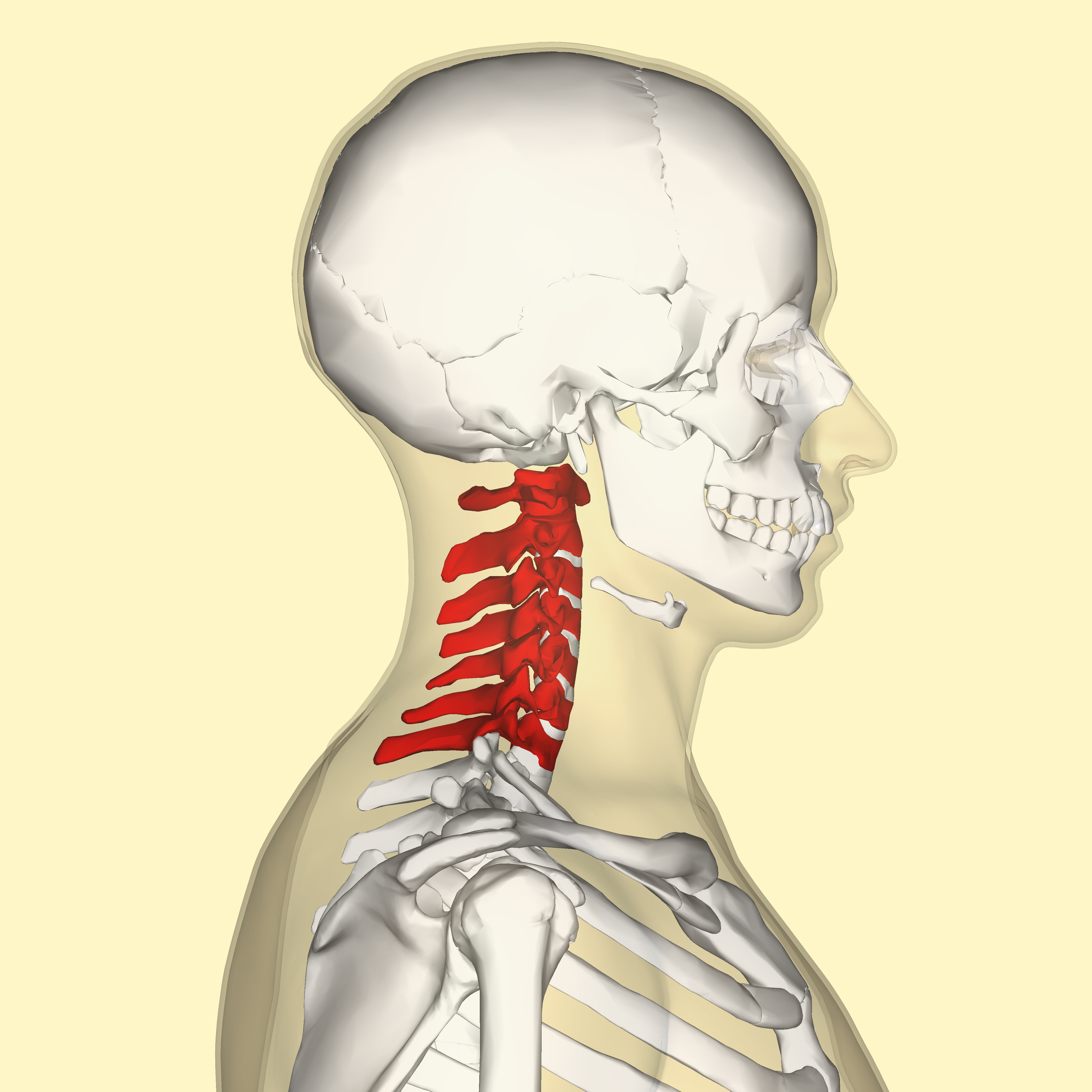 Cervicalgia Causas Y Tratamientos De Cervicalgia 1091